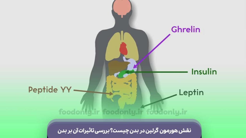 هورمون گرلین