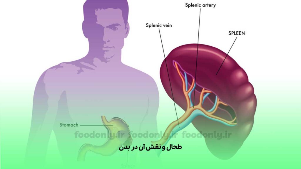 طحال و نقش آن در بدن