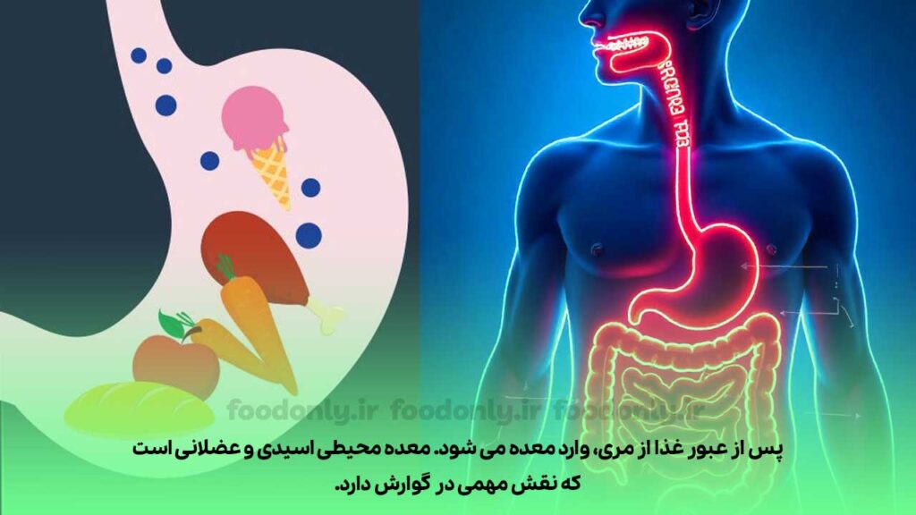 گوارش غذا در معده